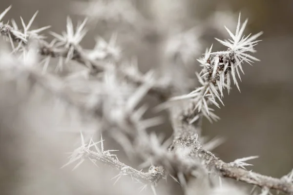 Filial macro com geada — Fotografia de Stock