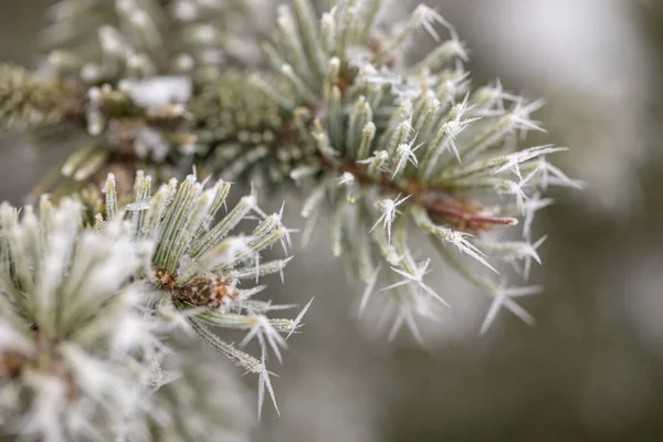 Rama de macro con escarcha — Foto de Stock