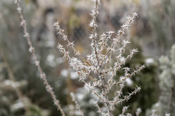 Macro tak met vorst — Stockfoto