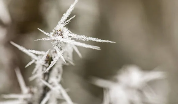 Pobočka makro s Frost — Stock fotografie