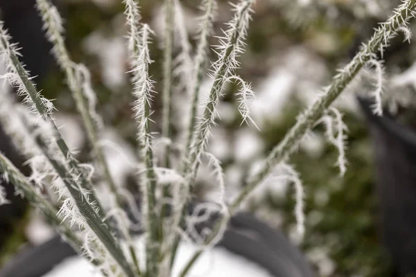 Macro tak met vorst — Stockfoto