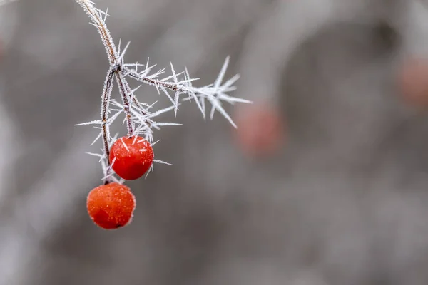 Macro tak met vorst — Stockfoto