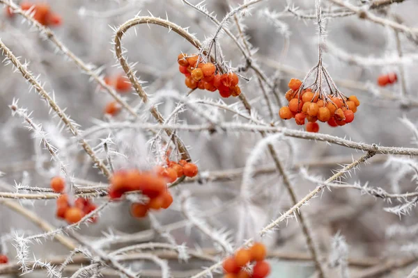 Pobočka makro s Frost — Stock fotografie