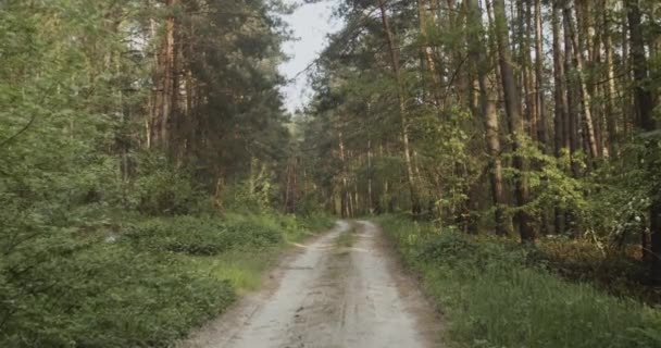 Forêt route sablonneuse — Video