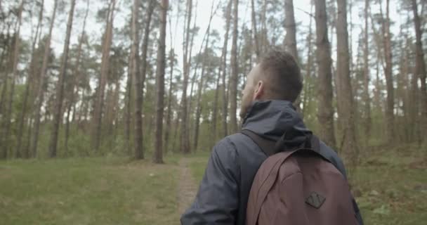 Spacerując po lesie — Wideo stockowe