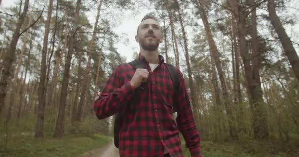 In the Pine Forest — Stock Video