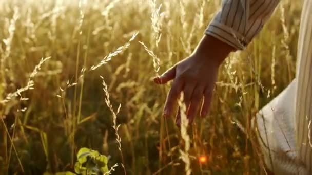 Mujer tocando hierba al atardecer — Vídeo de stock