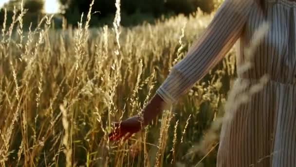 Mujer tocando hierba al atardecer — Vídeo de stock