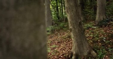 Sırt çantalı bir kadın ormanda yürüyüş yapıyor.