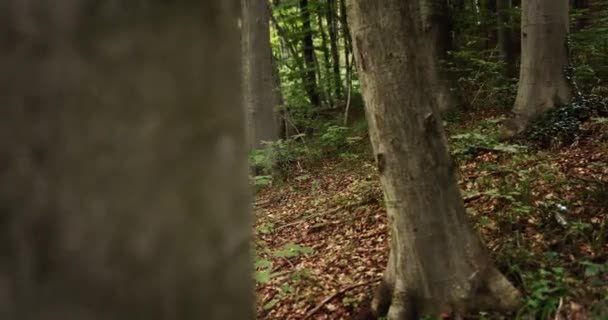 Mujer con mochila senderismo en el bosque — Vídeo de stock