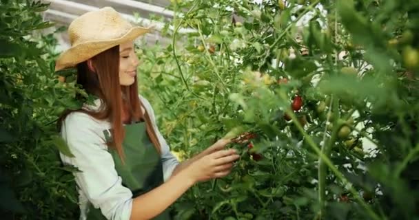 Frau überprüft Tomaten im Gewächshaus — Stockvideo