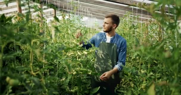 Man werkt op tomaten plant — Stockvideo