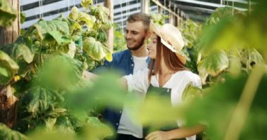 Salatalık Serada Konuşan Çift