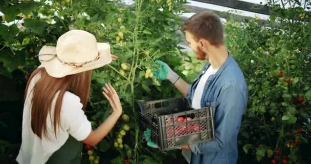Tomates de cosecha en pareja en invernadero — Vídeo de stock