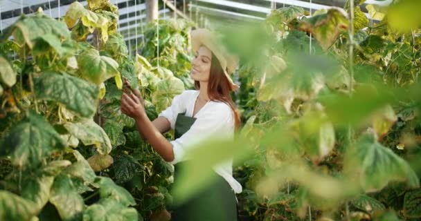 Mujer trabajando en planta de pepino — Vídeo de stock