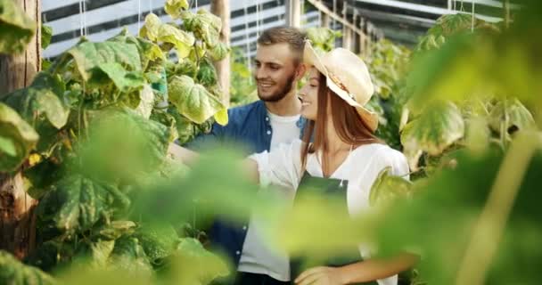 Casal conversando em estufa pepino — Vídeo de Stock