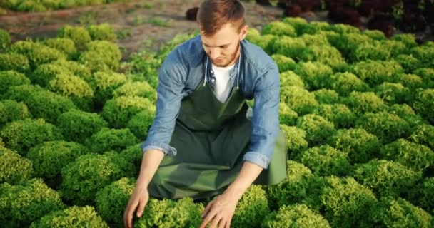 Man op salade plant zonsondergang — Stockvideo