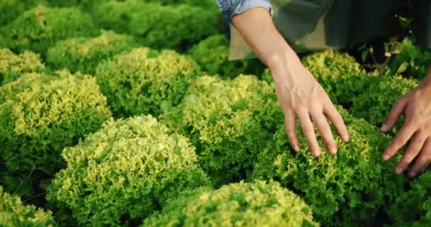 Männliche Berührung Salatpflanze Nahaufnahme — Stockvideo