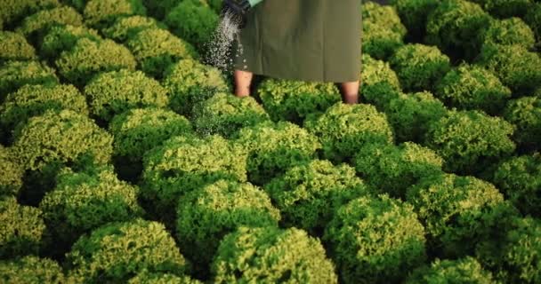 Vrouw drenken salade plant lage hoek — Stockvideo