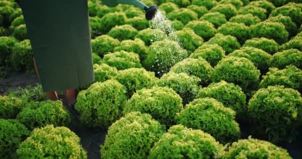 Mulher molhando planta de salada de baixo ângulo — Vídeo de Stock