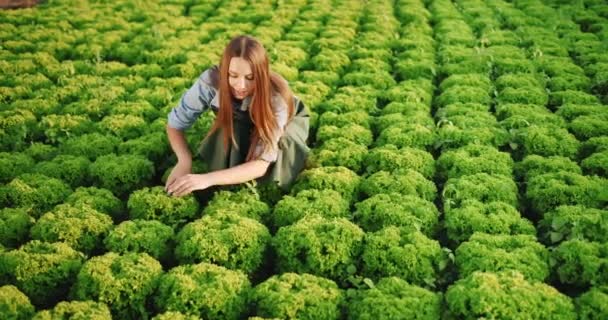 Salata Bitkisi Üzerinde Çalışan Kadın — Stok video