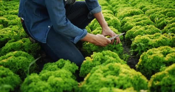 Glücklicher Mann erntet Salat — Stockvideo