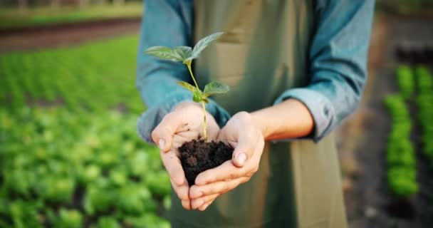 Hombre Planta de tenencia en las manos en la granja — Vídeos de Stock