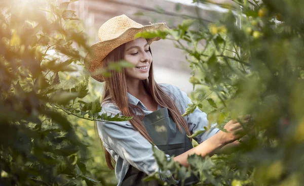 Fille agricultrice en chapeau de paille Inspection des tomates — Photo