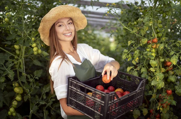 Mignonne employée agricole récolte des tomates — Photo