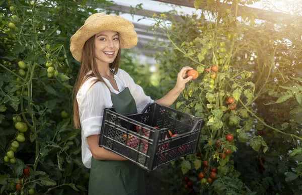 Souriant fille récolte des tomates dans Hothouse — Photo