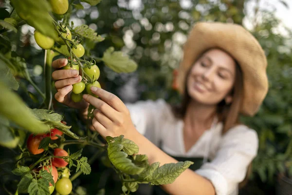 Gros plan Jeune femme inspectant les plantations de tomates — Photo