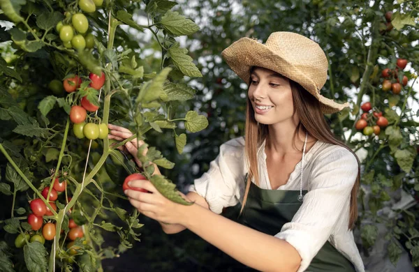 Jolie travailleuse cultivant des tomates — Photo