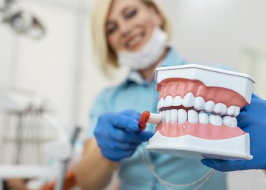 Young Female Dentist Using a Jaws Model clipart