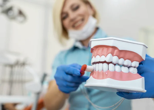 Jovem dentista feminina usando um modelo de maxilares — Fotografia de Stock