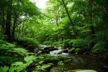 Ormanda nehir ve yosun manzarası
