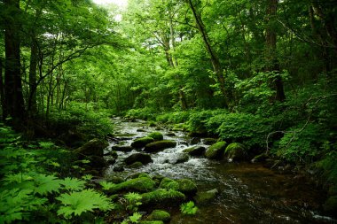 Ormanda nehir ve yosun manzarası