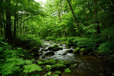 Ormanda nehir ve yosun manzarası