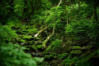 Yeşil orman yosunu ve eğreltiotu manzarası