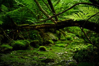 Yeşil orman yosunu ve eğreltiotu manzarası
