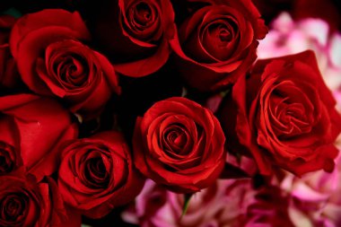 soyut kırmızı gül arkaplanı. 