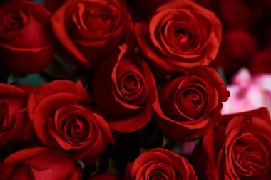 soyut kırmızı gül arkaplanı. 