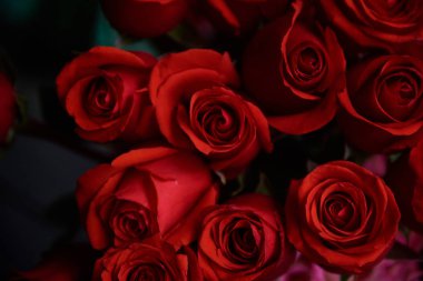 soyut kırmızı gül arkaplanı. 