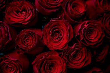 soyut kırmızı gül arkaplanı. 