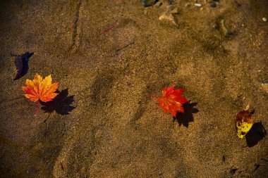 Su yüzeyinde sonbahar yaprakları