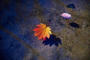 Su yüzeyinde sonbahar yaprakları