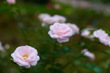 Pembe gül çiçeğinin yakın plan görüntüsü 