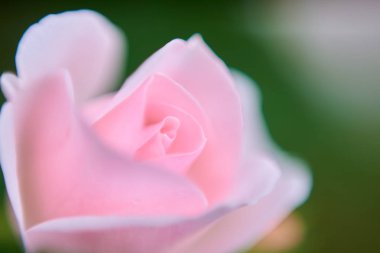 Pembe gül çiçeğinin yakın plan görüntüsü 