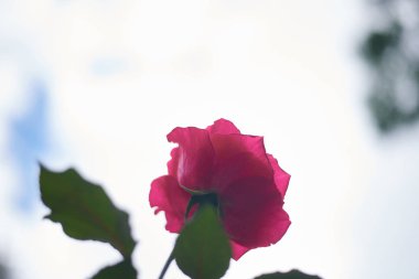 Pembe gül çiçeğinin yakın plan görüntüsü 