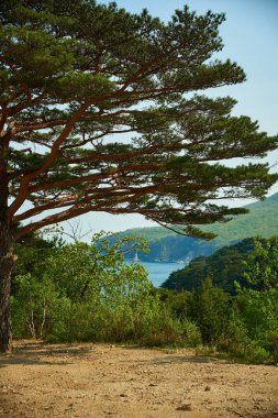 Dağdaki sonbahar ağacı.