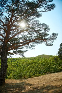 Dağdaki sonbahar ağacı.